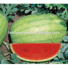 Sementes híbridas redondas da melancia da maturidade meados de da maturidade de MW041 Baofeng para vendas